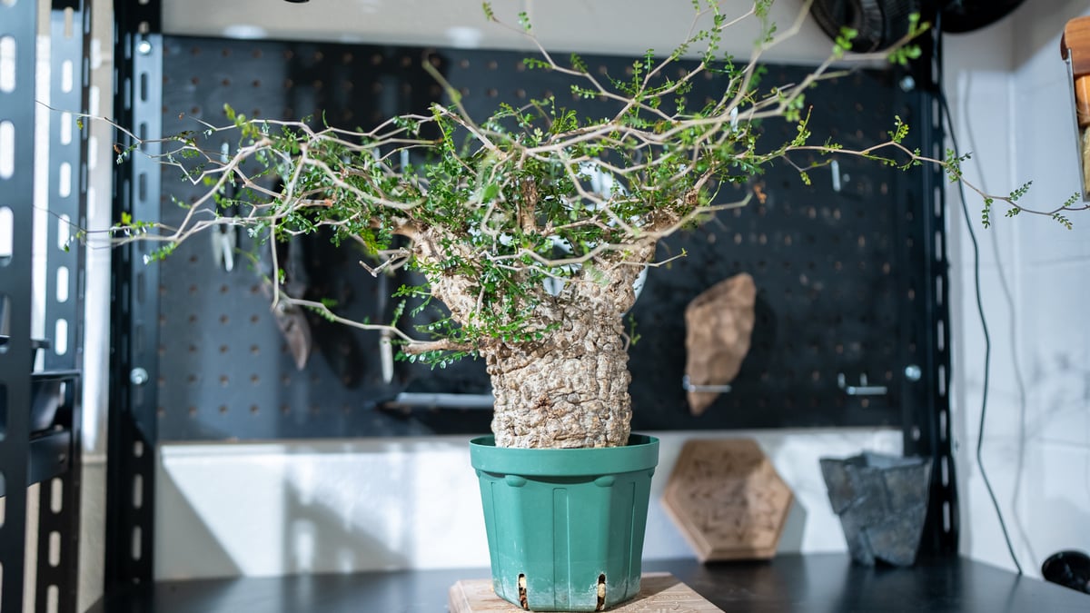 オペルクリカリア パキプス | mana's farm:塊根植物・アガベ・ドライ