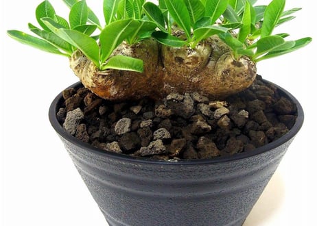 Pachypodium brevicaule　パキポディウム  ブレビカウレ　恵比寿笑い №1