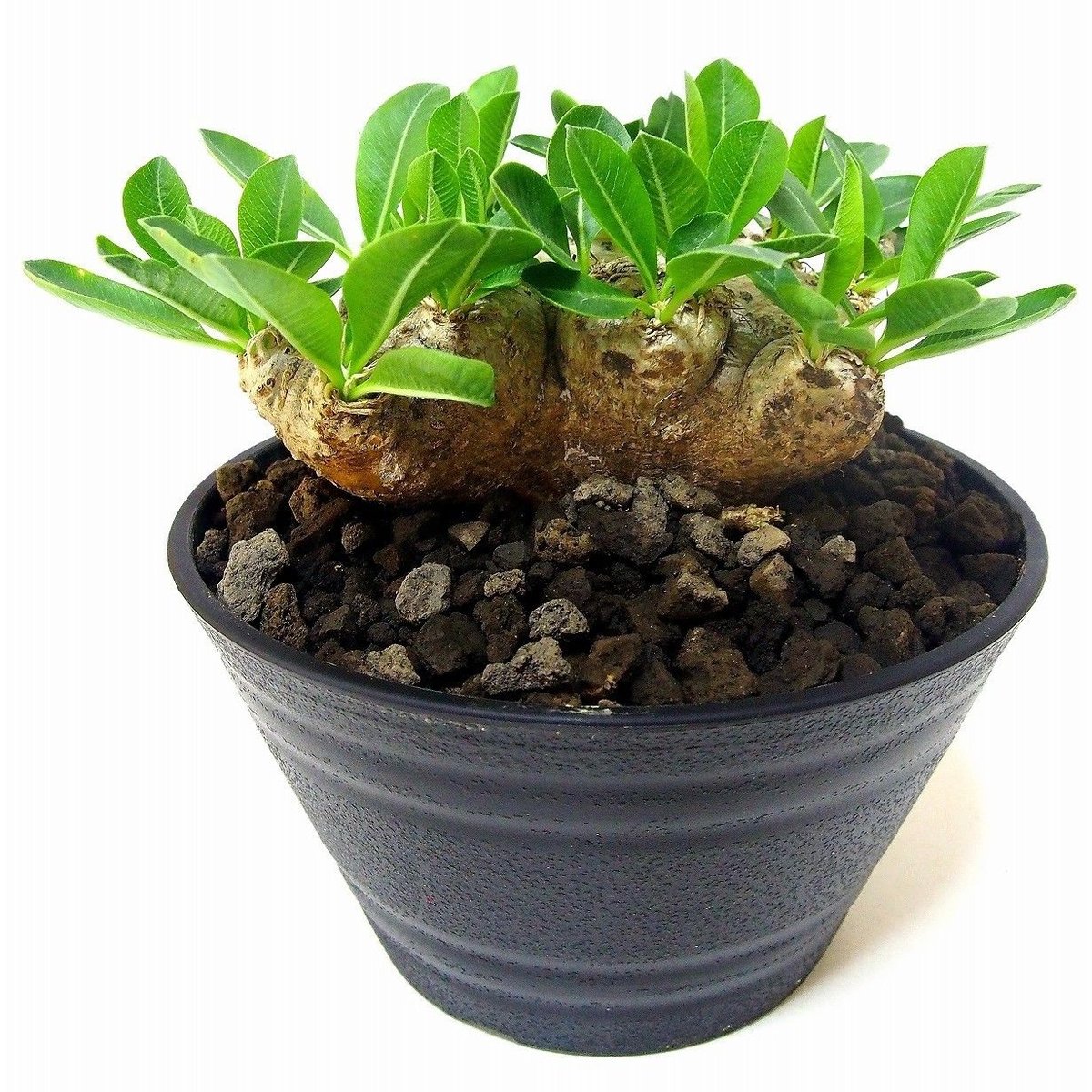 パキポディウム 恵比寿笑い Pachypodium brevicaule ⑫ Pachypodium brevicaule (パキポディウム ブレビカウレ 恵比寿
