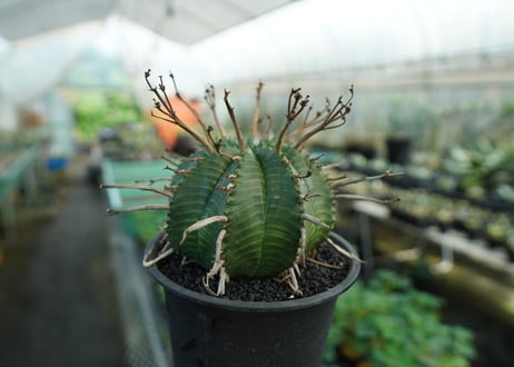 ユーフォルビア　スーパーバリダ　Euphorbia super valida  No.3