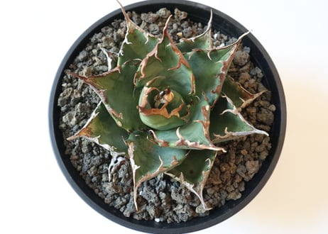 Agave titanota FO-76  compacta  select