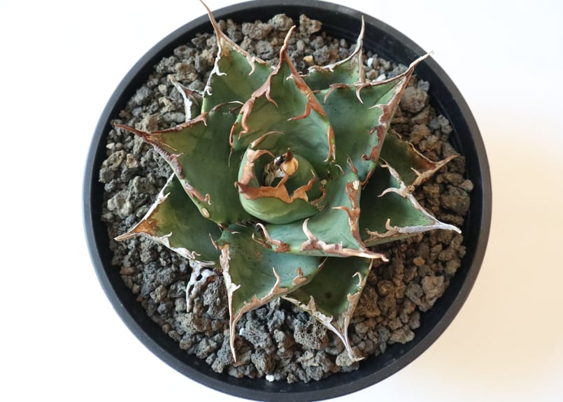 Agave titanota FO-76 compacta select | mana's