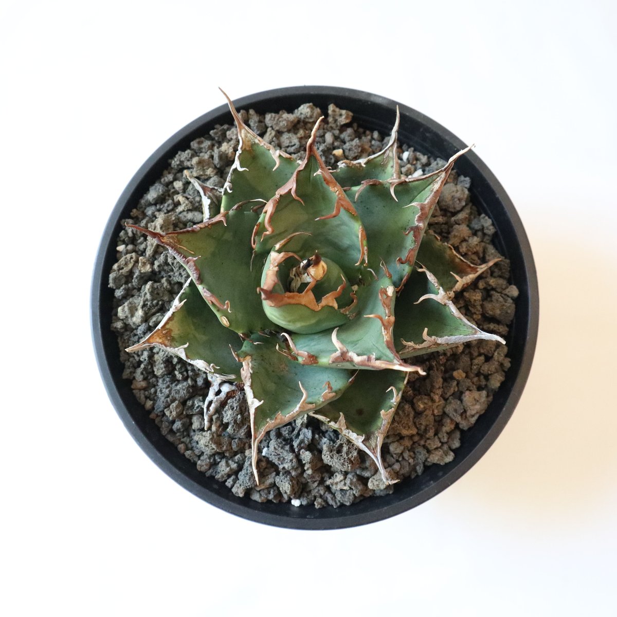 Agave titanota FO-76 compacta select | mana's
