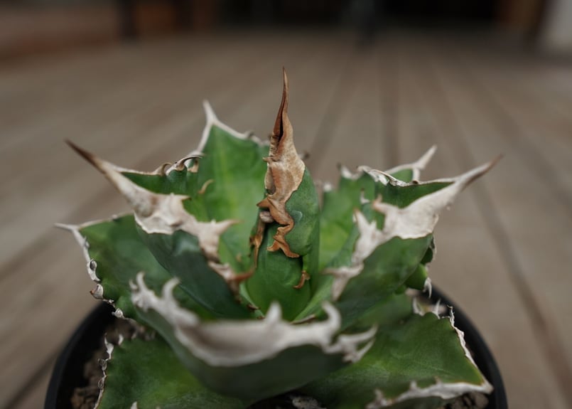 アガベ チタノタ 白火焔 agave titanota white fire | mana's アガベ チタノタ 白火焔 agave titanota white fire | mana's