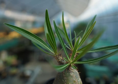 パキポディウム　グラキリス　 Pachypodium Gracilius  No.8
