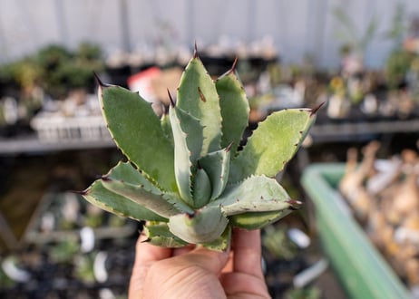 Agave Potatorum×Macroacantha NO.3