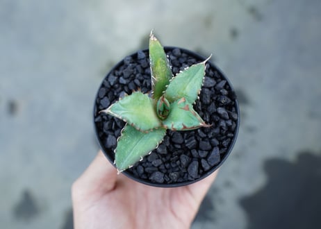 アガベ　チタノタ　姫厳竜　Agave titanota dwarf