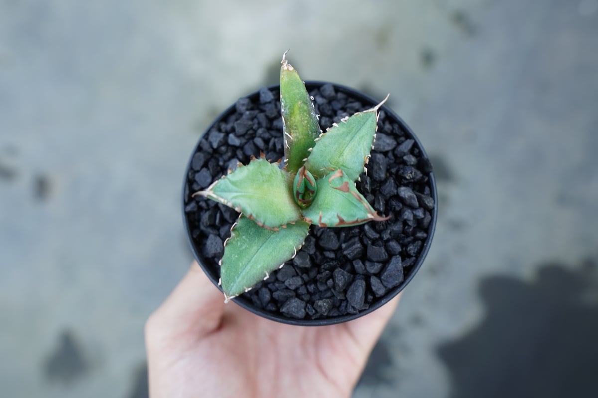 アガベ チタノタ 姫厳竜 Agave titanota dwarf | mana's farm