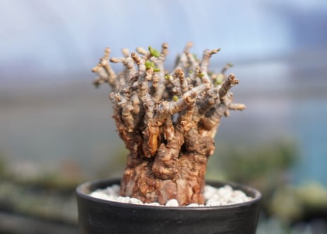 Ceraria pygmaea ケラリア ピグマエア　No.8