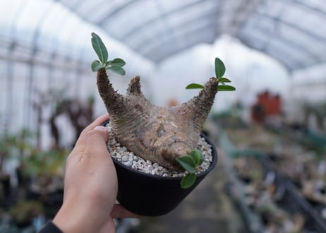 パキポディウム　マカイエンセ　Pachypodium Makayense　NO.5