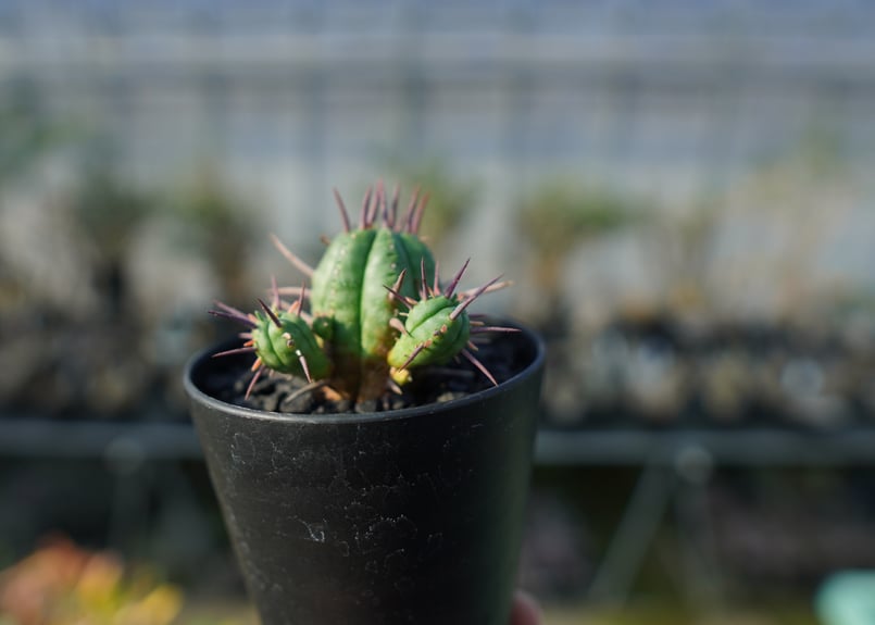 ユーフォルビア フェロックス Euphorbia ferox | mana's farm:塊根