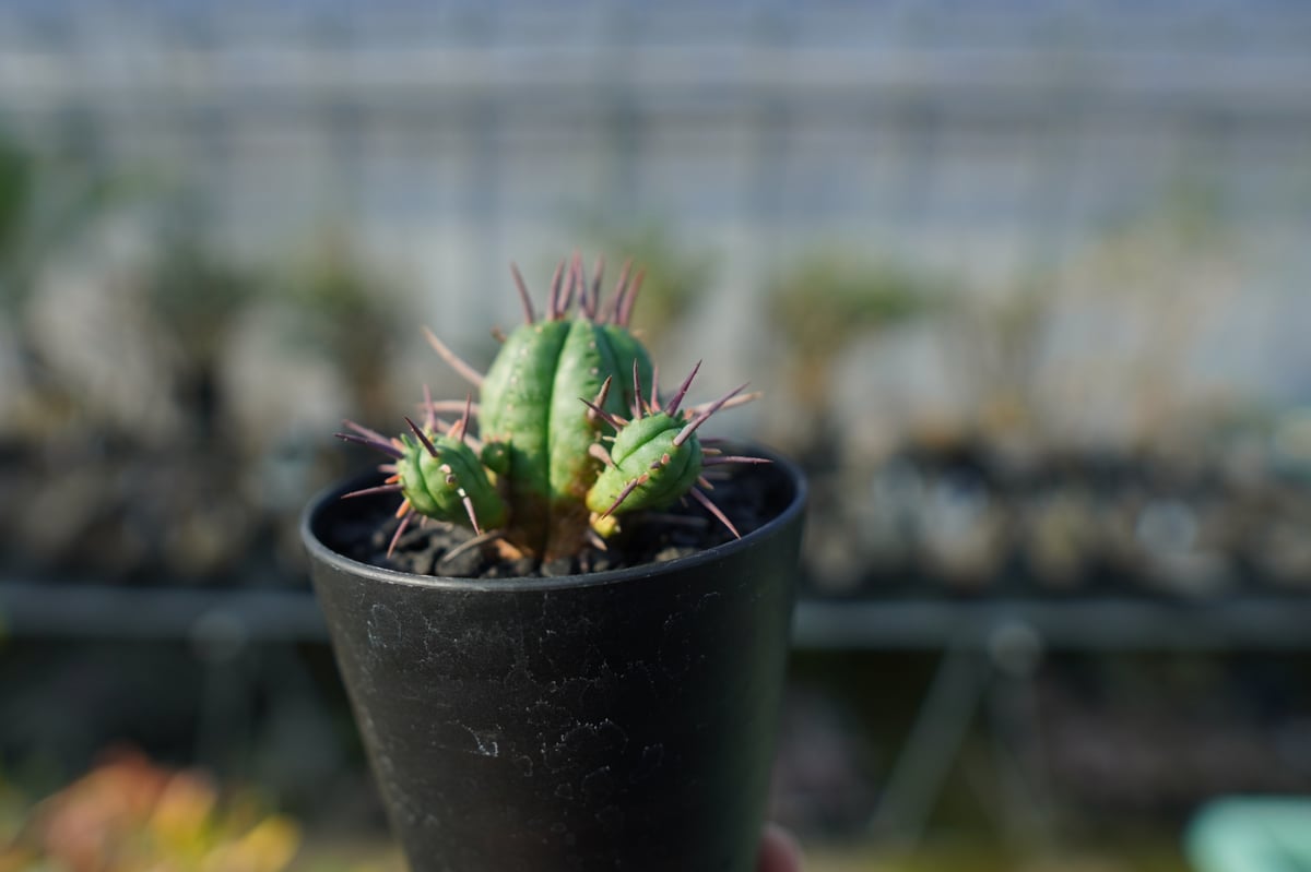 ユーフォルビア フェロックス Euphorbia ferox | mana's farm:塊根