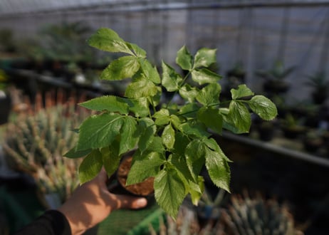 ランネア　パルヴィフォリア　Lannea parvifolia　NO.2