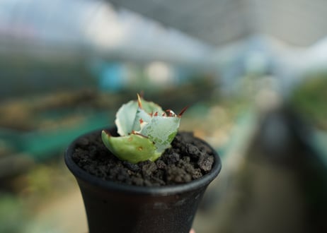 アガベ　兜蟹錦　Agave isthmensis “Kabutogani” variegata  No.1