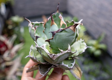 Agave B&B  №1