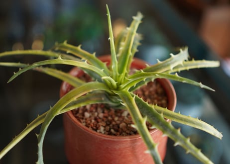 ディッキア　アンダマン　Dyckia 'Samed Rtp'(Andaman)