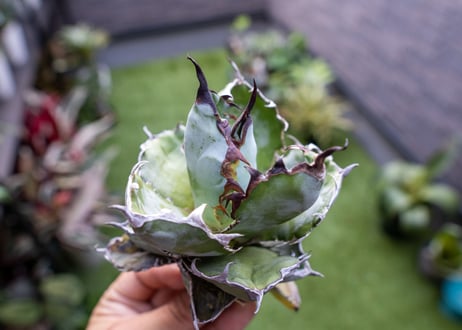 Agave B&B  №5