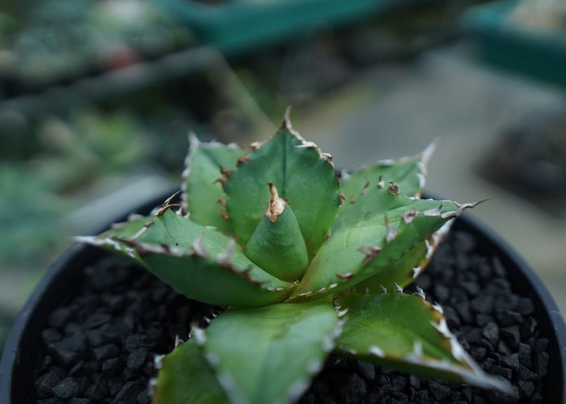 アガベ チタノタ Agave titanota No.6 | mana's farm:塊根植