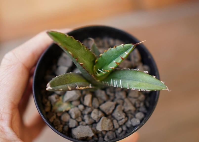 AGAVE TITANOTA イタリアメリクロン変異ロット株（子株付き） Kings-Plants | agave titanota 毒蛇 この株のネーミング由来は