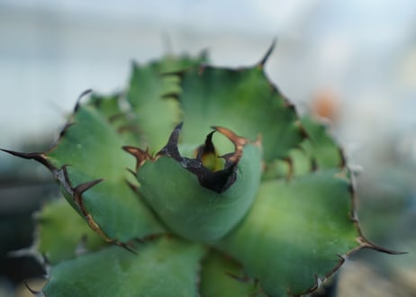 アガベ　チタノタ　黒鯨　Agave titanota black whales　No.1