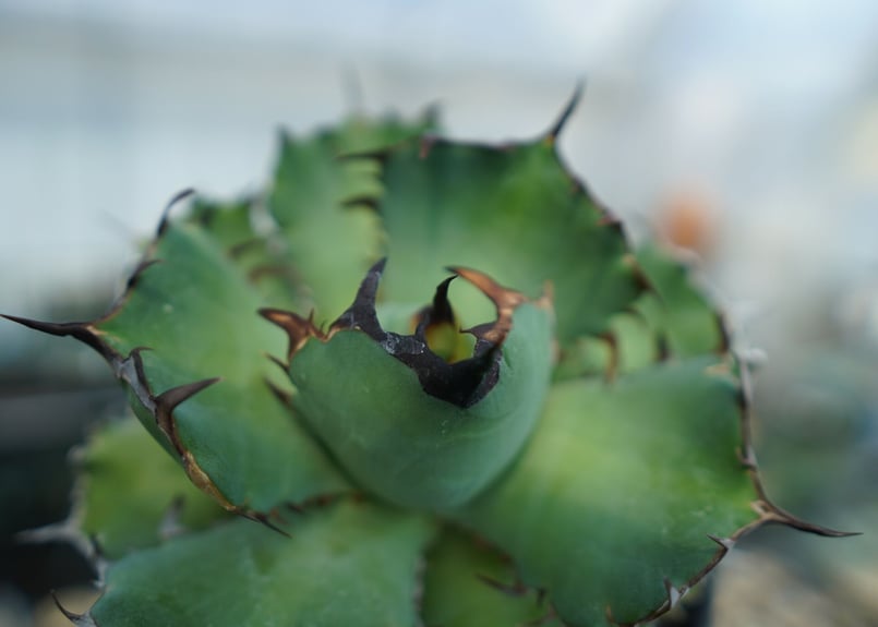 アガベ チタノタ 黒鯨 Agave titanota black whales No.1 | アガベ チタノタ 黒鯨 Agave titanota black whales No.1 |