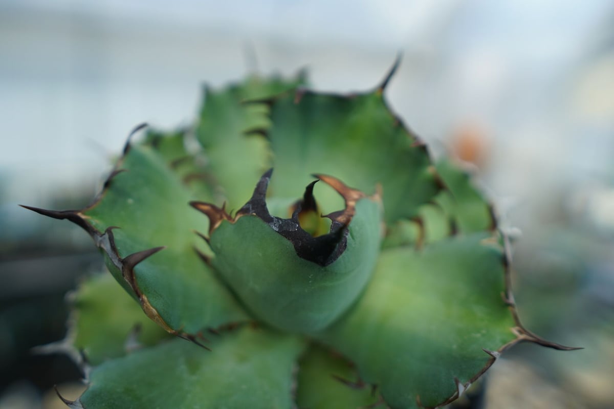 アガベ チタノタ 黒鯨 Agave titanota black whales No.1 | 