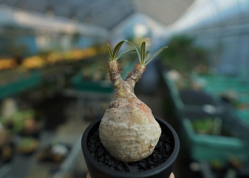 パキポディウム グラキリス Pachypodium gracilius ⑩ パキポディウム グラキリス Pachypodium Gracilius No.10 | m