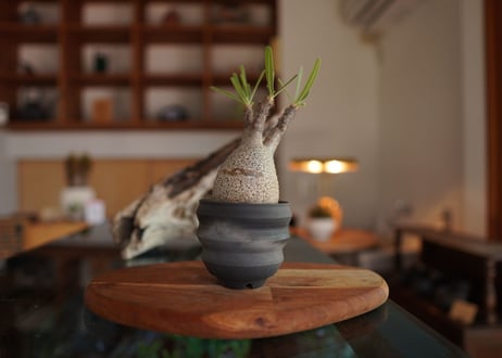 パキポディウム　グラキリス　 Pachypodium Gracilius