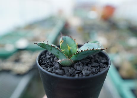 アガベ　チタノタ　 ブラックアンドブルー 　Agave titanota black and blue　No.10
