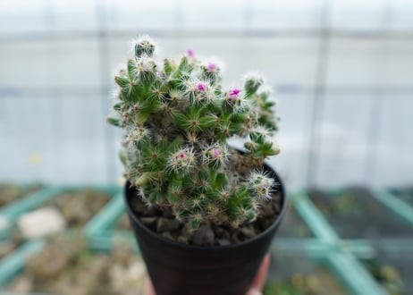 トリコディアデマ　デンサム　Trichodiadema densum