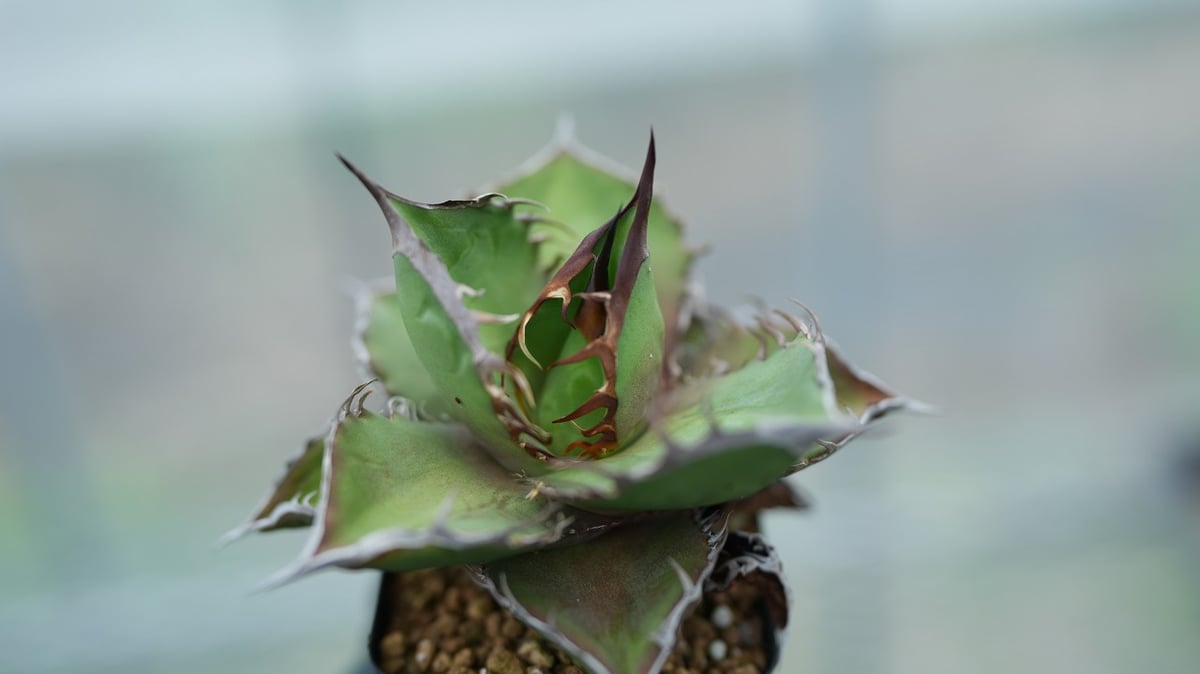 アガベ オテロイ 沖縄実生 No.6 [2026/02/12] | mana's farm: