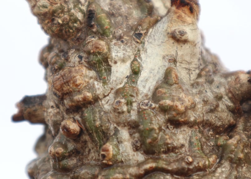 オペルクリカリア パキプス no.4 | mana's farm:塊根植物・アガベ