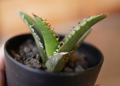 Agave titanota filigree　子株