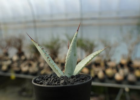 アガベ　屈原の舞扇 Agave 'Kutsugen no Maiougi'