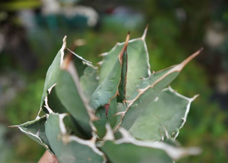 Agave titanota 白鯨 E NO.2