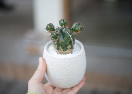 ユーフォルビア ハンディエンシス Euphorbia handiensis
