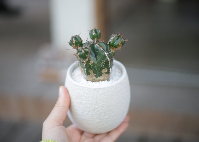 ユーフォルビア ハンディエンシス Euphorbia handiensis | mana's
