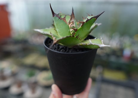アガベ　チタノタ　ハデス　Agave titanota Hades　No.1