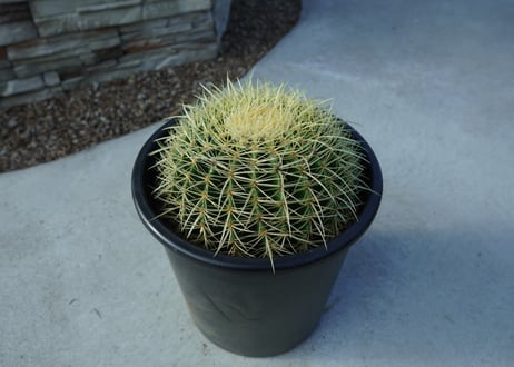金鯱　Echinocactus grusonii No.2