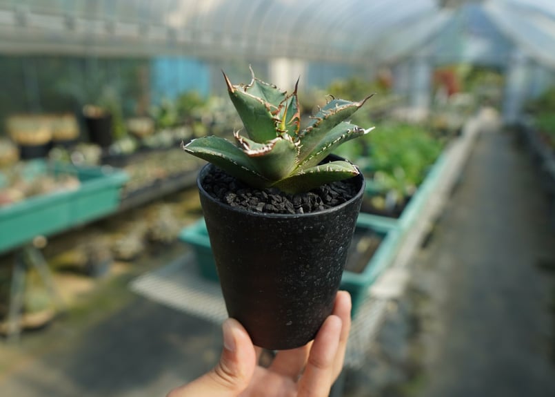 アガベ チタノタ FO-76 Agave titanota FO-76 No.3 | man