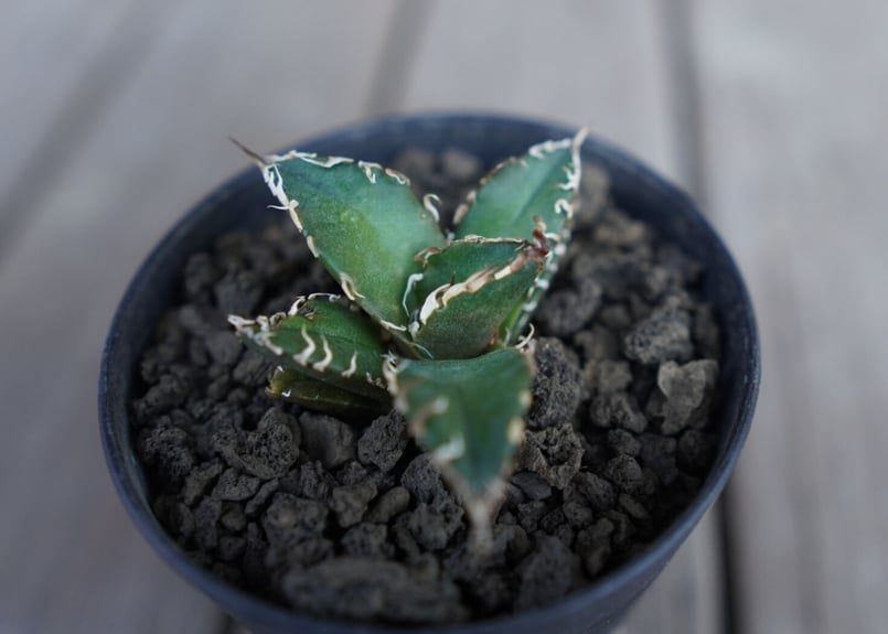アガベ　オテロイ　Agave Oaxaca アガベ チタノタ FO-076 