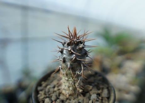 パキポディウム　ラメリー　ラモーサム　Pachypodium lamerei var.ramosum