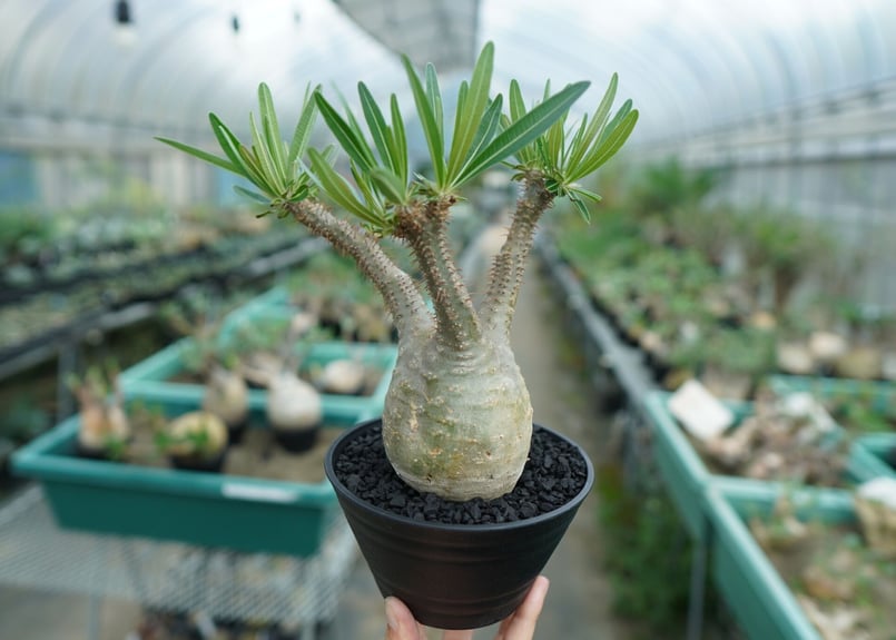 パキポディウム グラキリス Pachypodium Gracilius No.5 | ma...