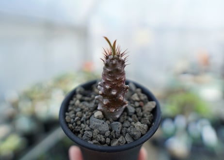 ユーフォリビア　パキポディオイデス　Euphorbia pachypodioides