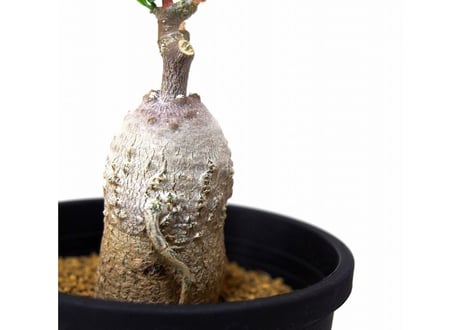 Fockea edulis 　火星人　№２