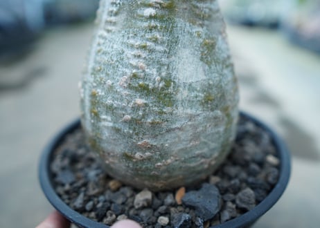 パキポディウム　グラキリス　 Pachypodium Gracilius