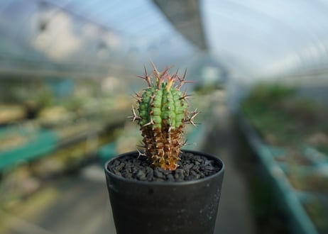 ユーフォルビア　群星冠　Euphorbia stellispina  No.1