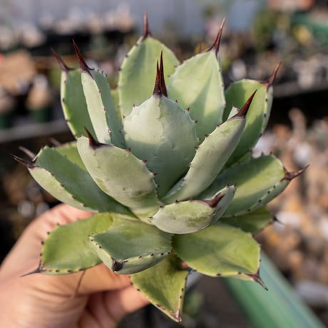 マクロアカンサxポタトルム | STORES