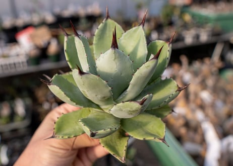 Agave Potatorum×Macroacantha   NO.2