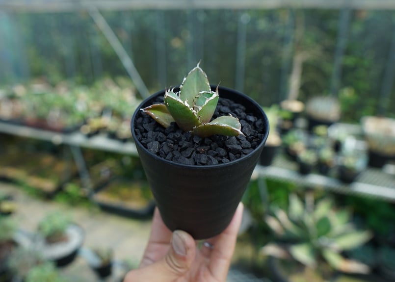 アガベ チタノタ 鬼爪雪峰 Agave titanota “Onitsume Yukimin